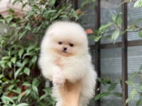 Pomeranian Boo Yavrumuz