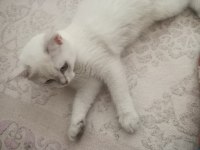 3,5 aylık dişi british shorthair