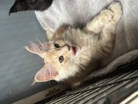 Maine coon bebekler