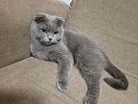 Scottish Fold 2 Yaşında Ücretsiz Sahiplendirilecektir