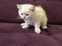 Akıllı uysal tatlı beyaz kedimiz