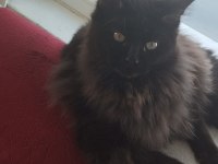 Wcf kayıtlı yetişkin erkek ve dişi maine coon