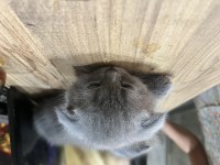 Bir erkek ve bir dişi scottish fold yavrularımız