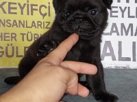 SHOW KALİTE SİYAH İNCİ PUG YAVRUMUZ