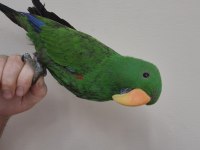Evcilikte Sınır Yok Eclectus Papağanımız