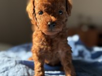 Erkek Teacup POODLE