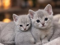 British Shorthair 50 Günlük Yavrular