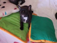 Red Fawn A kalite sıfır burun ve kuyruk pug