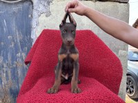 Doberman Kızıl Erkek