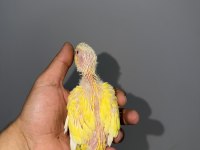 LUTİNO KONUR YAVRU KIRMIZI GÖZ