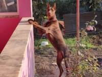 Kızıl Erkek Doberman