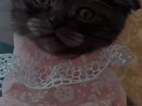 Harika scottish fold kız yuva arıyor