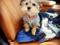 Çok sosyal birbirinden sevecen yorkshire terrier yavrular