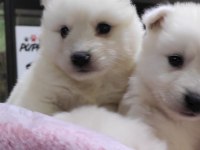 Samoyed yavrularımız iki aylık