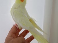 Damızlık sultan papağanları