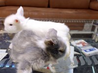 Cins Bebek Tavşanlar