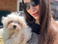 Safkan Maltese Terrier Yavruları