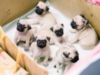 gül kuyruk pug yavrular heryere gönderilir