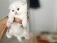 Safkan british shorthair kedimiz