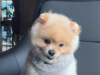 A Kalite Pomeranian Boo Ankara İçi Elden Verilecek
