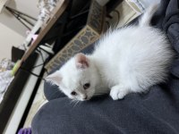 british shorthair ve scottish fold blue point 2 aylık