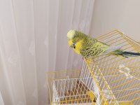 Şov jumbo muhabbet kuşu