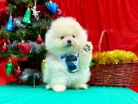 Safkan Pomeranian Boo Yavrularımız