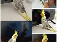 40 günlük ev üretimi bilezikli pearl sultan papağanı