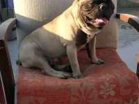 Erkek french bulldog