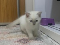 British shorthair 2.5 aylık sahiplendirilecektir