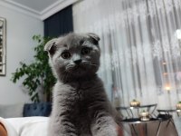 Ankara içi ilgilenen whatsapptan ulaşsın dişi scottish fold