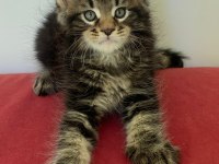 Üst Kaliteli Dişi Orman Rengi Maine Coon