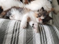 CFA KAYITLI ANNE VE BABA YAVRU İRAN KEDİSİ