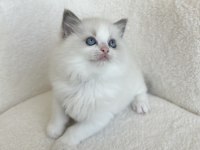 Safkan Ragdoll Yavrular