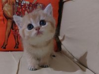 Safkan british shorthair ny 11