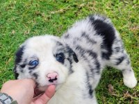 A kalite border collie yavrular
