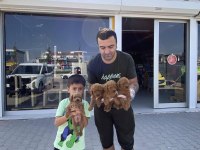 WC EGİTİMLİ TOY POODLE YAVRULARIMIZ FENOMEN PETS ANKARA