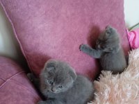 Güzeller güzeli dişi ve erkek scottish fold yavrularım