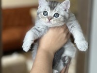 A Kalite British Shorthair Silver Yavrum