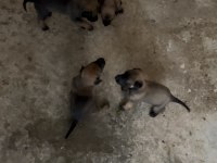 Yeni doğan belçika kurdu yavrularım