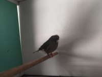 Çok hazır erkek gloster kanarya