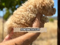 TOY POODLE DİŞİ VE ERKEK