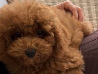 RED BROWN ERKEK TOY POODLE YAVRU KONYA