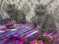 2 Aylık British Shorthair Yavrular