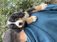 Bernese yavrularımız
