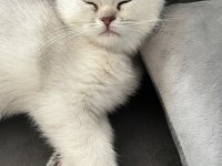 British shorthair yavrular