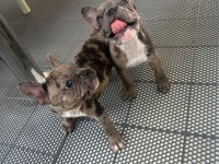 Teslime hazır french bulldog yavrularımız