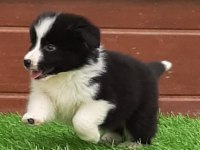 Birinci Sınıf Border Collie Yavruları 