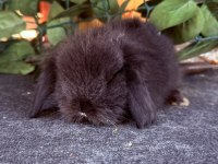 SAFKAN HOLLANDA TEDDY LOP TAVŞANLAR