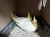 Son kalan lutino sultan papağanı yavrular